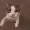 _lososik
