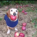 Аватар vernicha