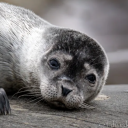 avatar Ollepellekasper