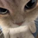 avatar แมวหงอย