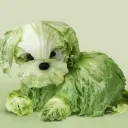 ceaserdog