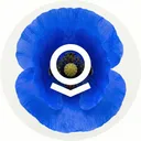 poppy7748