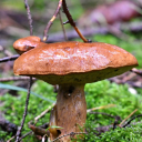 avatar November Snowman