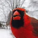 kingcardinal3904