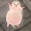 uwhhskne