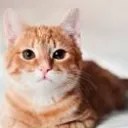 .ilovecats1