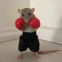 seanhaggs