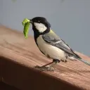 chickadtit