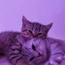 frvv