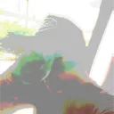 yorel1