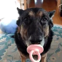 ianzeviche_xd. avatar