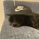 shiberal