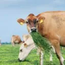 Một Quả Táo Vàng's Avatar