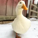 idkwhattosayhere