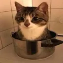 pelicethecat
