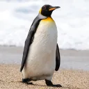 penguinos_pasta avatar