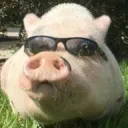 jgoldenpig