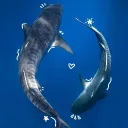 whale_sharks1123 avatar