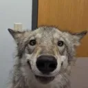 georgethedinoguy