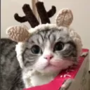 Аватар komaru300