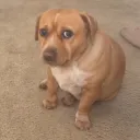 theunofficialham