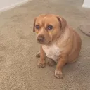 theunofficialham