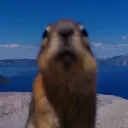 .thechipmunk
