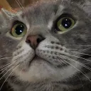 chillcat