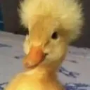 kingporgie0680 avatar