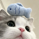 avatar Poka meomeo