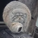 metisshusband
