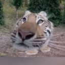 avatar Kittypi