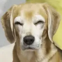 miyuchanp