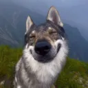 drestbegemotpyk