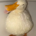 avatar Ducky🧐