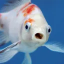 seafoodtrader
