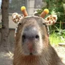 capibara_chan
