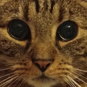 avatar Ignis the Bracken Enthusiast