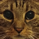 avatar Ignis the Bracken Enthusiast