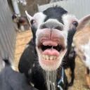 graciej716