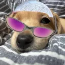 cotidiano avatar