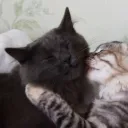 abelplier_kits