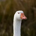 aregoose