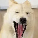 duchien