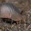 armadillos_digging_holes