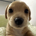 avatar Hani hiç gelmeyeceksin ya