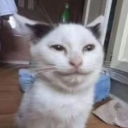 avatar Lottiecarrotie