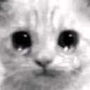 avatar Lottiecarrotie