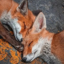 avatar 𝔖𝔲𝔫𝔰𝔥𝔦𝔫𝔢𝔖𝔪𝔦𝔩𝔢𝔰