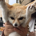 avatar 𝔖𝔲𝔫𝔰𝔥𝔦𝔫𝔢𝔖𝔪𝔦𝔩𝔢𝔰